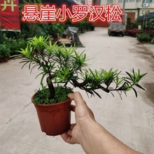 罗汉松雀舌老桩树苗悬崖临水造型庭院盆栽绿植四季常青好养办公室