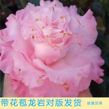 山茶花依莲贝蒂带花苞室内盆栽名贵福建龙岩粉色品种茶花大牡丹型