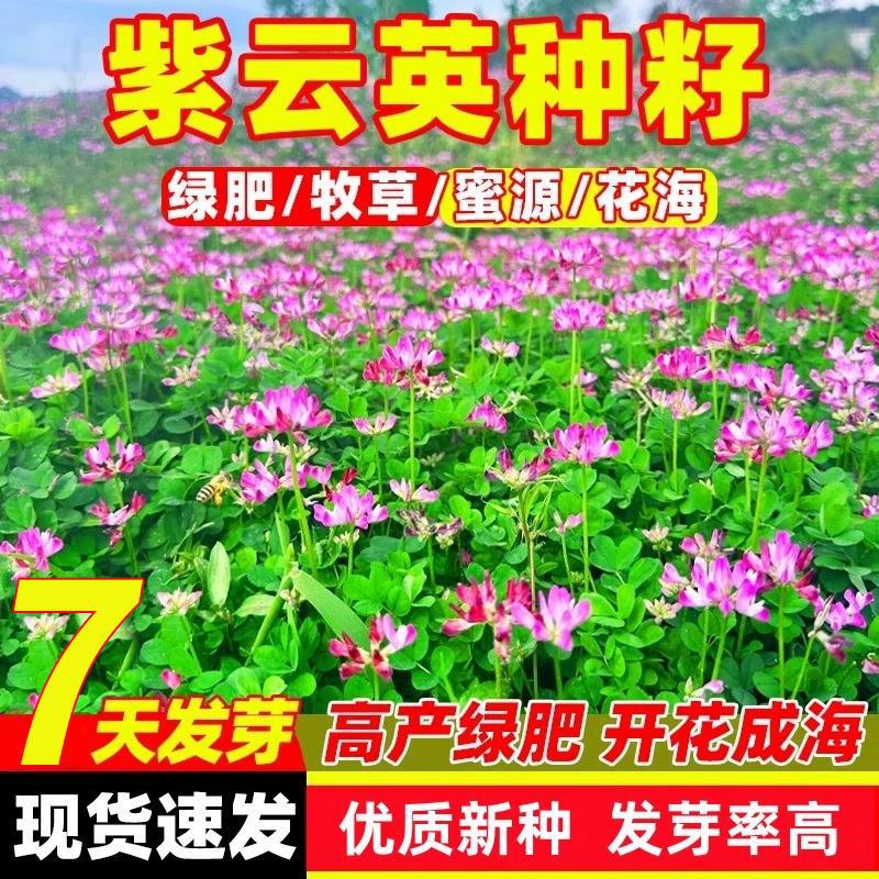 紫云英种子红花草种子蜜源固氮果园绿肥四季牧草种子食用野菜种籽