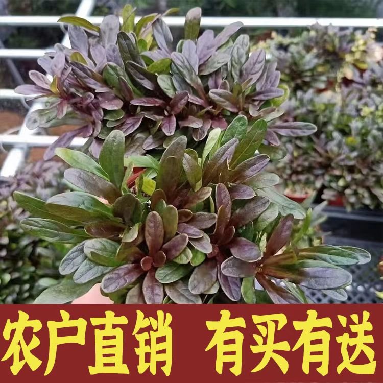 山野姬十二单筋骨耐寒耐热喜水庭院 阳台盆栽植物