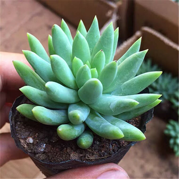 玉珠莲千佛手多肉肉植物小老桩玉珠帘辐射绿植花卉盆栽夏季耐旱