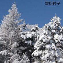 散装雪松种子 优质印度优质香柏 宝塔松喜马拉雅杉雪松籽植被批发