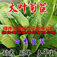 菊苣种籽大叶多年生兔子草种猪牛鱼鸡鸭鹅爱吃的养殖四季牧草种子