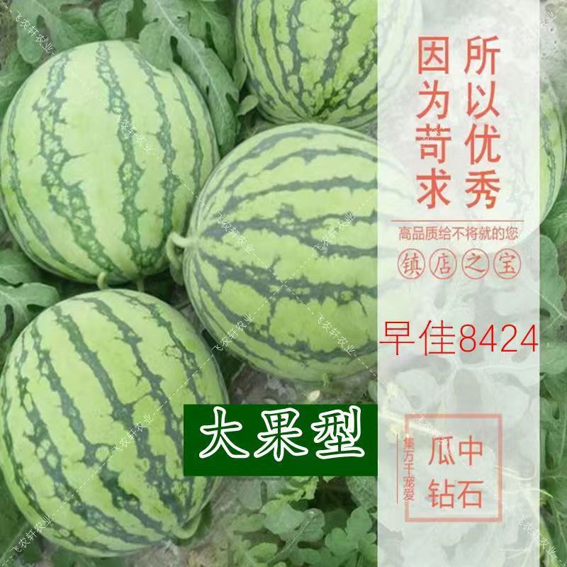 早佳8424西瓜种美都早熟早佳懒汉麒麟海南甜王大小西瓜籽-阿里巴巴