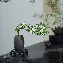 小叶九里香盆栽悬崖飘枝造型盆景室内茶几绿植花卉桌面好养小植巧