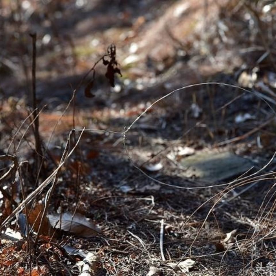镀锌铁丝兔子套软丝手工花束24号丝蜂巢框园艺造型电老鼠电猫