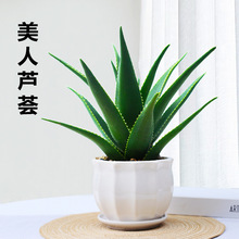 芦荟盆栽美容可食用室内净化空气植物办公室桌面好养易活绿植