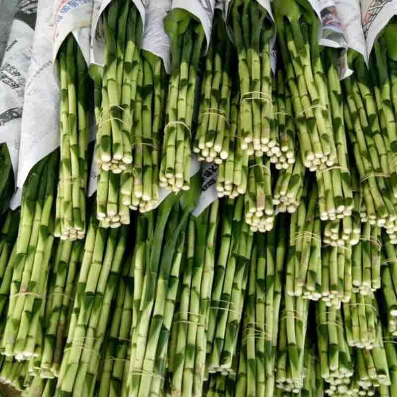 富贵竹水培植物转运开运竹花卉绿植盆栽绿萝室内花客厅水养节节高