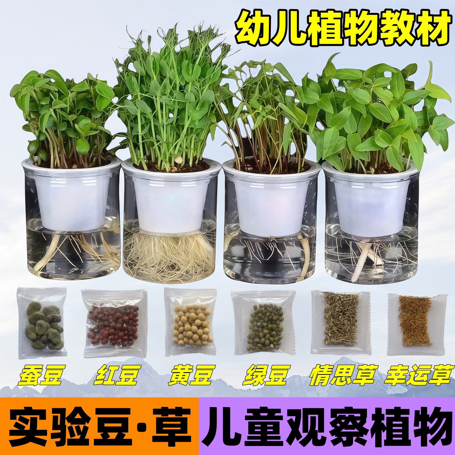 学生幼儿园观察植物水培豆种子红黄绿豌豆草种籽儿童科学实验盆栽