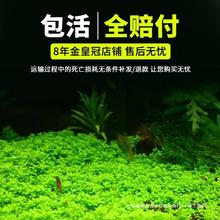 鱼缸中后景水草 青旦 绿九冠皇冠类草缸水族箱造景活体真水草装饰