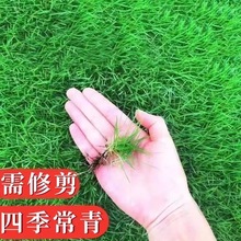 耐寒耐旱草坪种子四季青免修剪绿化草皮草籽庭院别墅护坡草种子