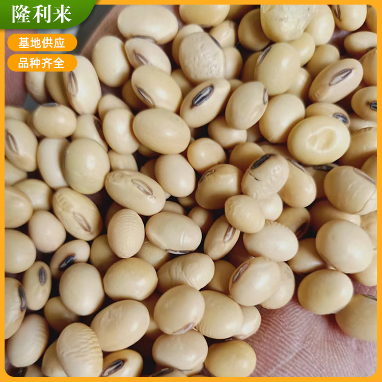 厂家供应翠扇黄豆 熟黄豆 磨粉原料 现磨豆浆原料