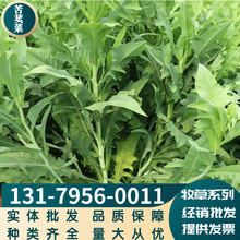 批发牧草苦荬菜子种养殖良草牛羊品种齐全量大从优可以货到付款