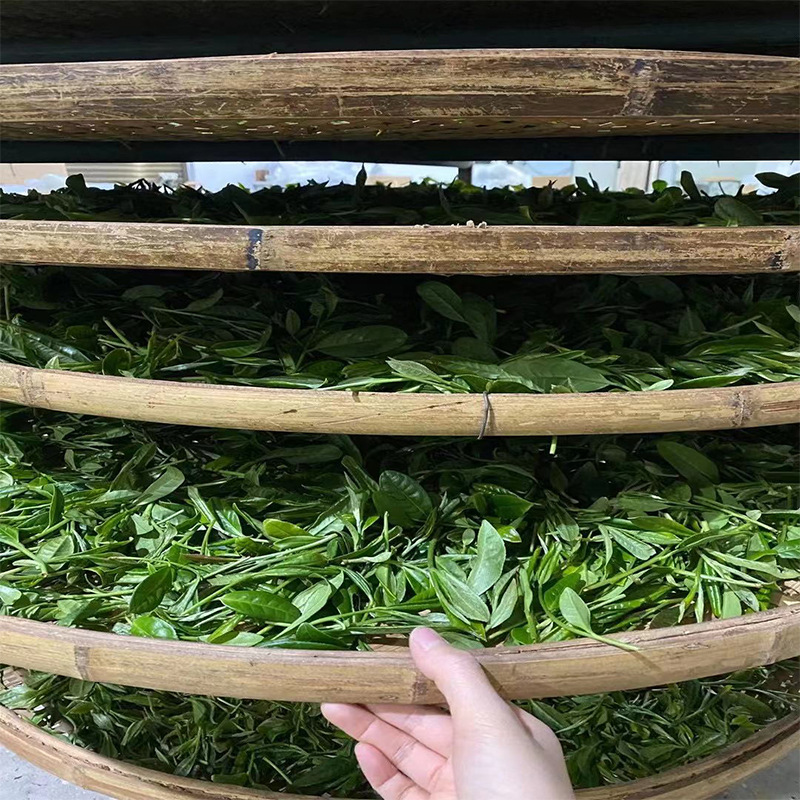 茶叶 福建福鼎白牡丹 二春毫芽饼干茶 白茶 产地直供 茶汤更鲜爽