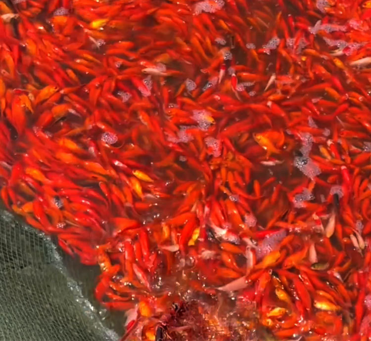 红草鱼活体观赏鱼公园垂钓冷水鱼活体草金鱼小红草摆摊活体饲料