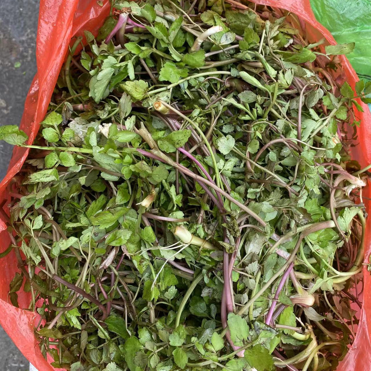 贵州特产野生山芹菜酸菜农家手工细叶芹无盐酸菜即食送柴火糊辣椒