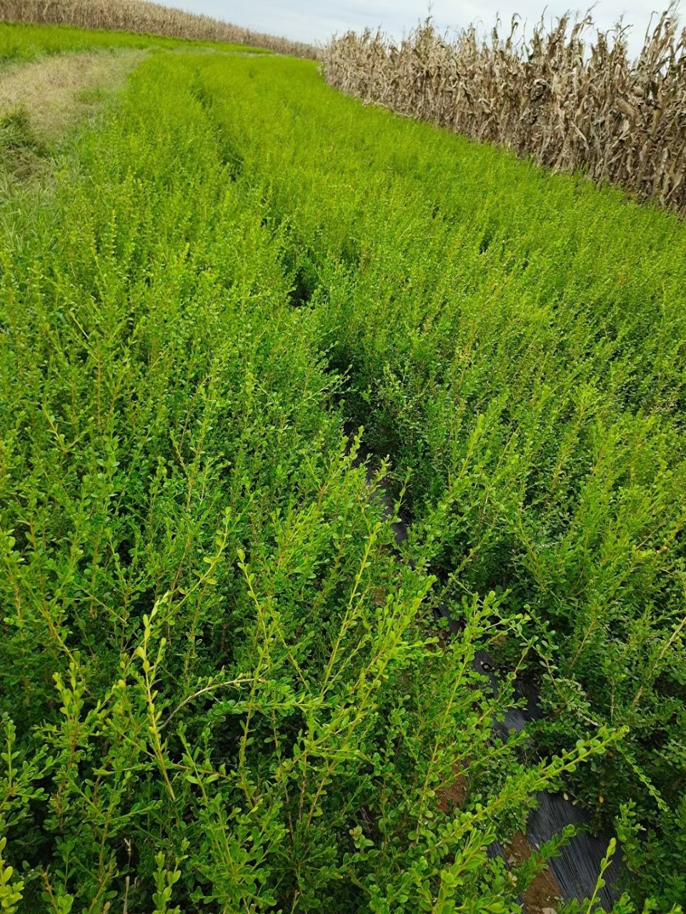 绿化苗木行道树绿篱植物大叶黄杨苗朝鲜黄杨冬青苗四季长青