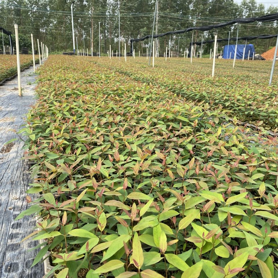 桉树苗 广29桉树苗速生耐寒木材树 生长快的经济造林苗木带土发货