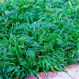 四季青日本矮生玉龙麦冬草种耐寒耐践踏免修剪庭院别墅绿草坪植物
