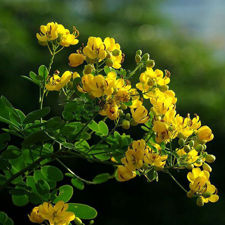 庭院别墅风景树黄槐树苗黄花决明黄槐花树苗室外四季绿化植物地栽