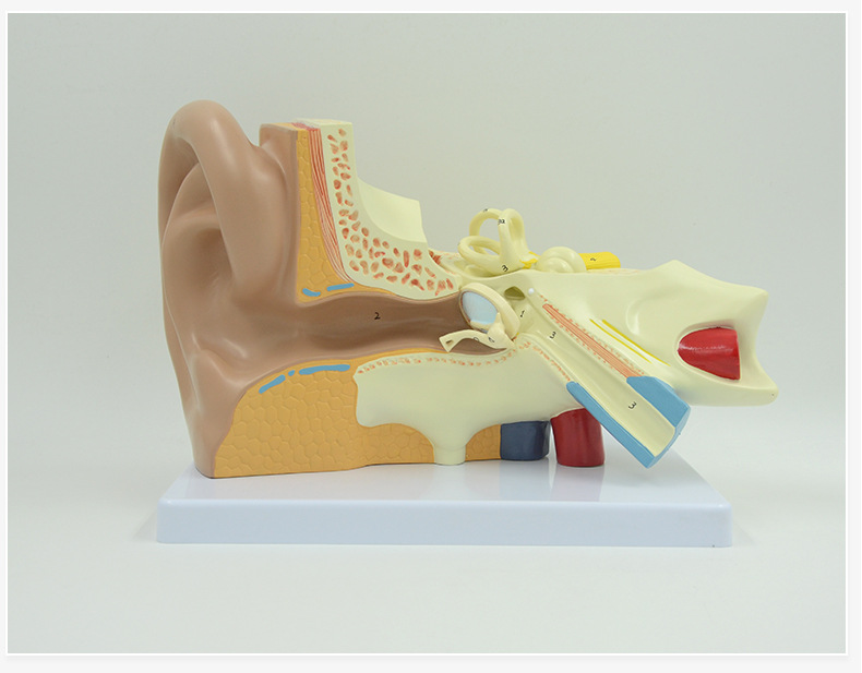 耳朵模型内耳迷路耳廓耳解剖科技馆展示医用放大生命馆展品