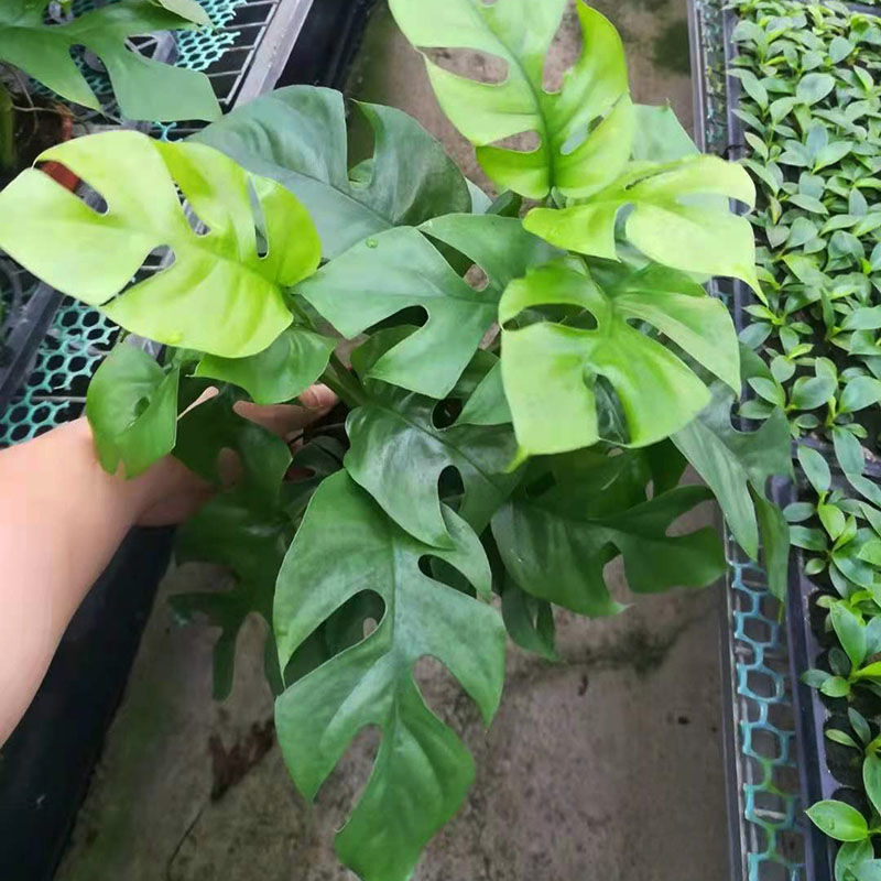 招财飞来凤姬龟背竹盆栽植物爬藤垂吊绿植招财四季好养不死除甲醛