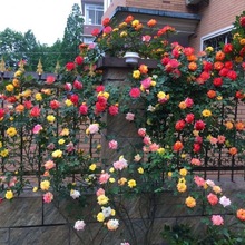 藤本月季花苗蔷薇四季开花爬藤植物玫瑰藤月季花卉绿植盆栽厂家