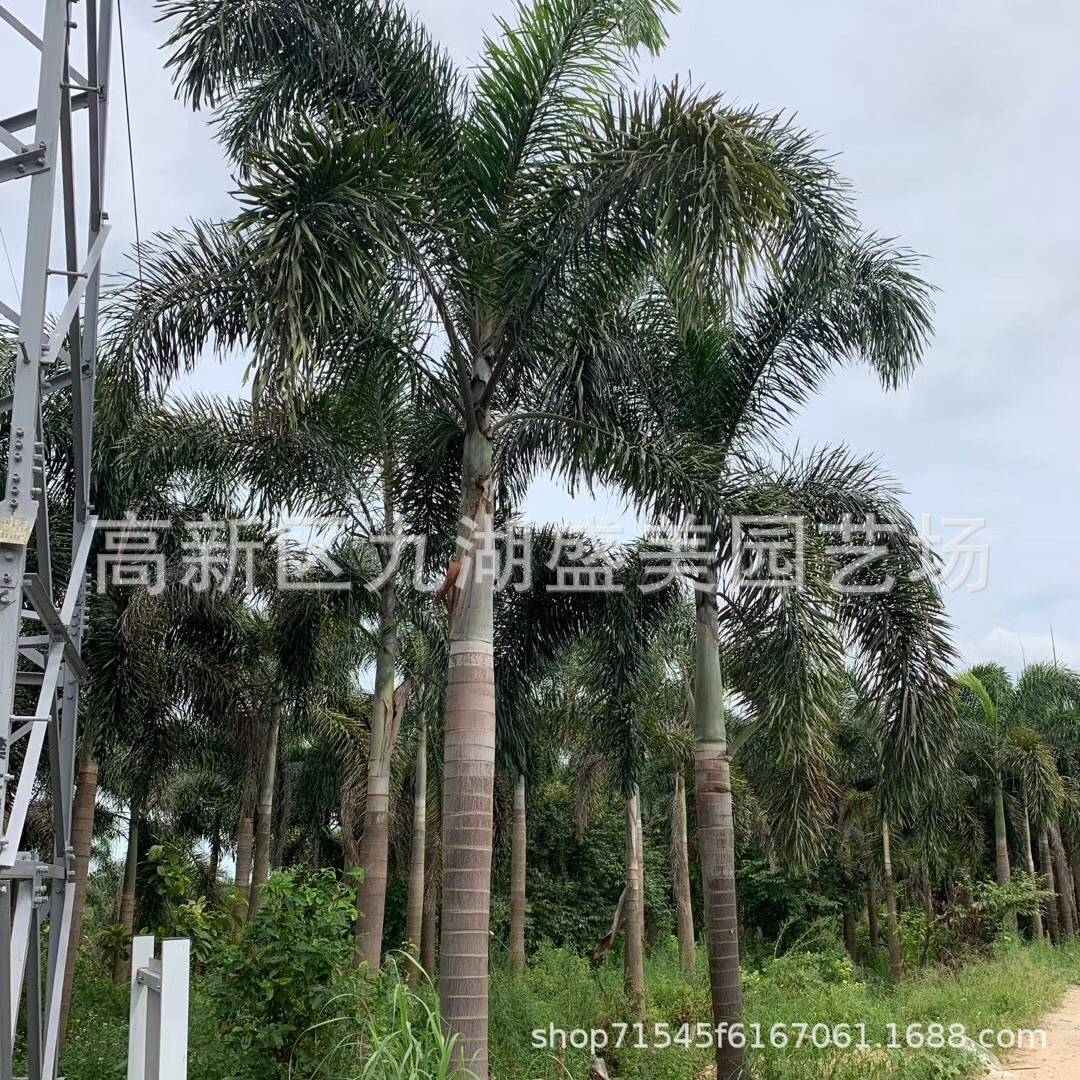 江西狐尾椰子树基地批发 总高2-8米狐尾椰子价格 浙江椰子树图片