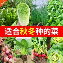 蔬菜种孑种籽籽种菜种子菠菜白菜适合秋天种的菜种秋播疏菜跨境专