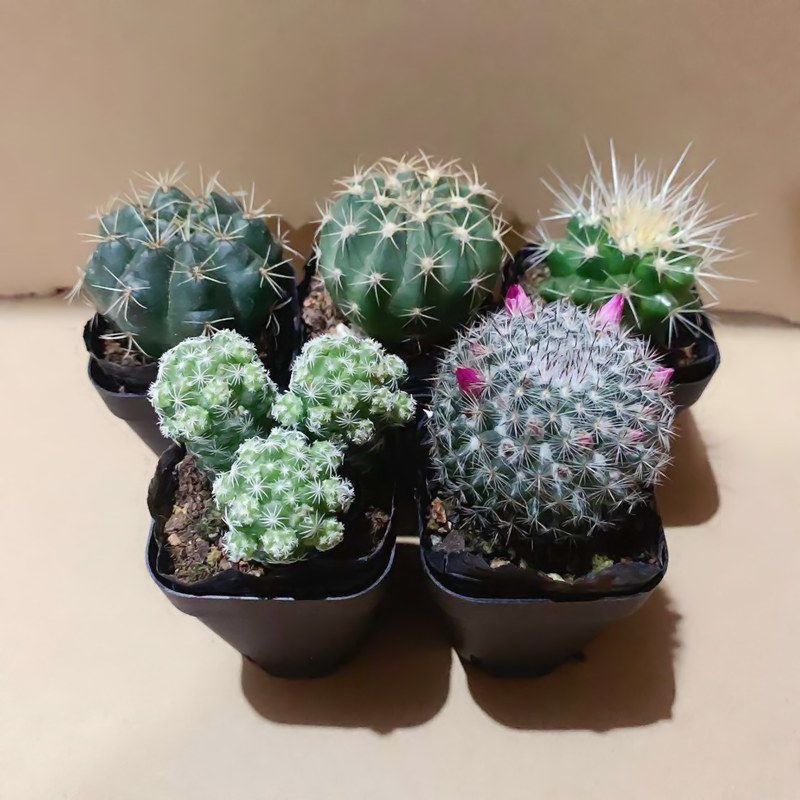 仙人球多肉植物开花可爱掌组合花卉大小盆栽养不死办公桌一件批发