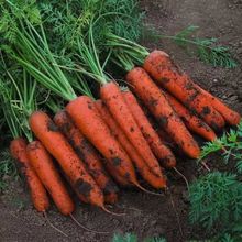 新鲜蔬菜批发农家自种植沙地胡萝卜生吃榨汁甜脆乡土持产包邮批发