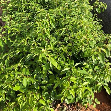 一年生香樟树苗香樟小苗小叶樟树苗香樟树价格 河南香樟湖北香樟