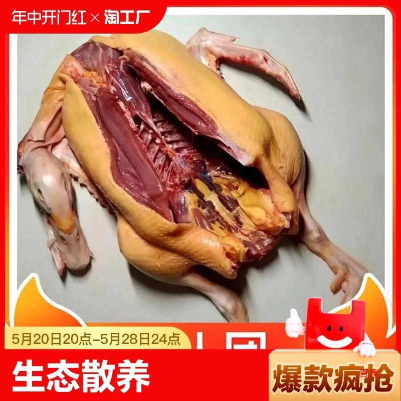 散养黄皮鸭土鸭麻鸭新鲜现杀鸭肉水鸭老鸭冷冻全鸭整鸭带鸭子批发
