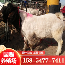 江苏波尔山羊 养殖波尔山羊成本 山羊苗出售提供养殖