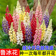 鲁冰花种子四季花开不断耐寒耐热多年生宿根花卉羽扇豆种子易种活