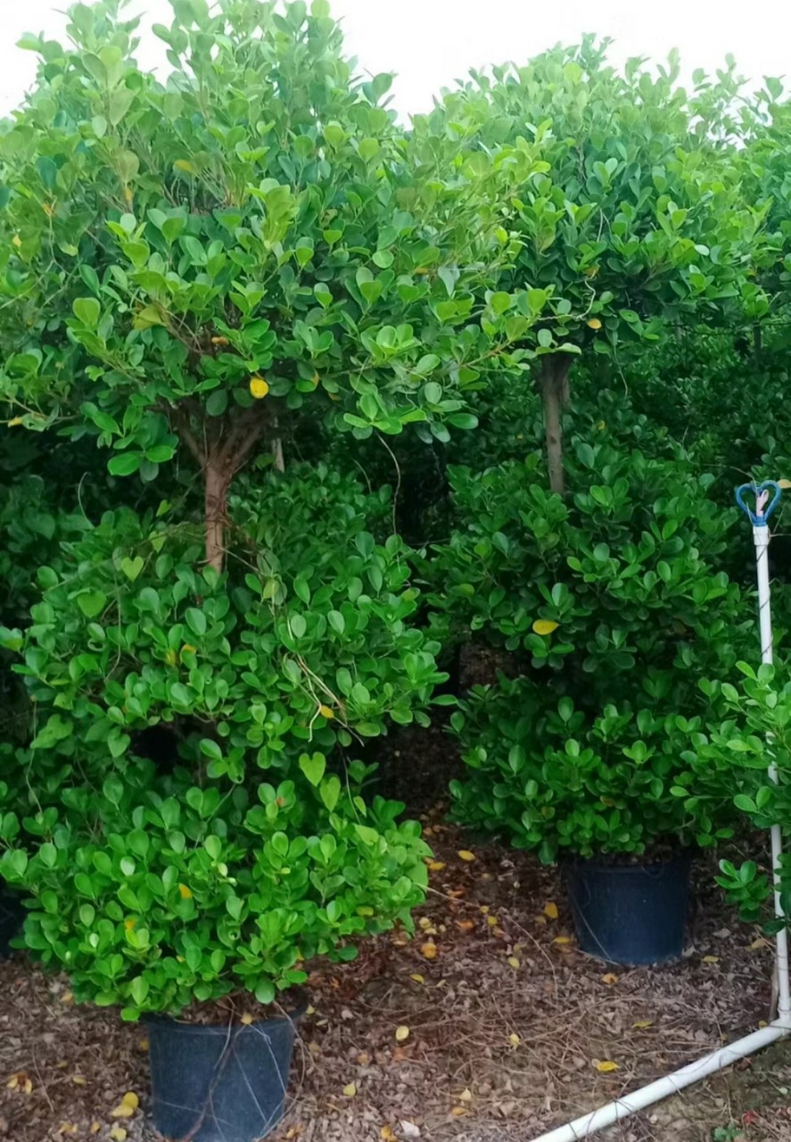 火山榕 金钱榕 绿篱花苗 榕树 中山绿植灌木基地批发