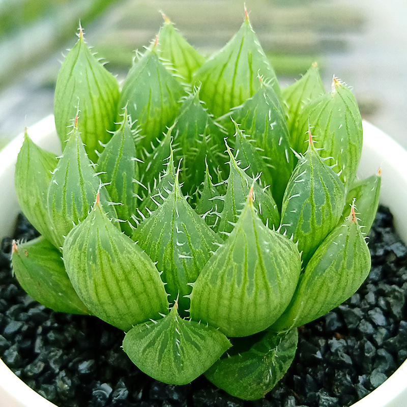 玉露多肉植物大颗稀有品种宝草水晶芦荟冰灯十二卷琉璃殿带盆水培