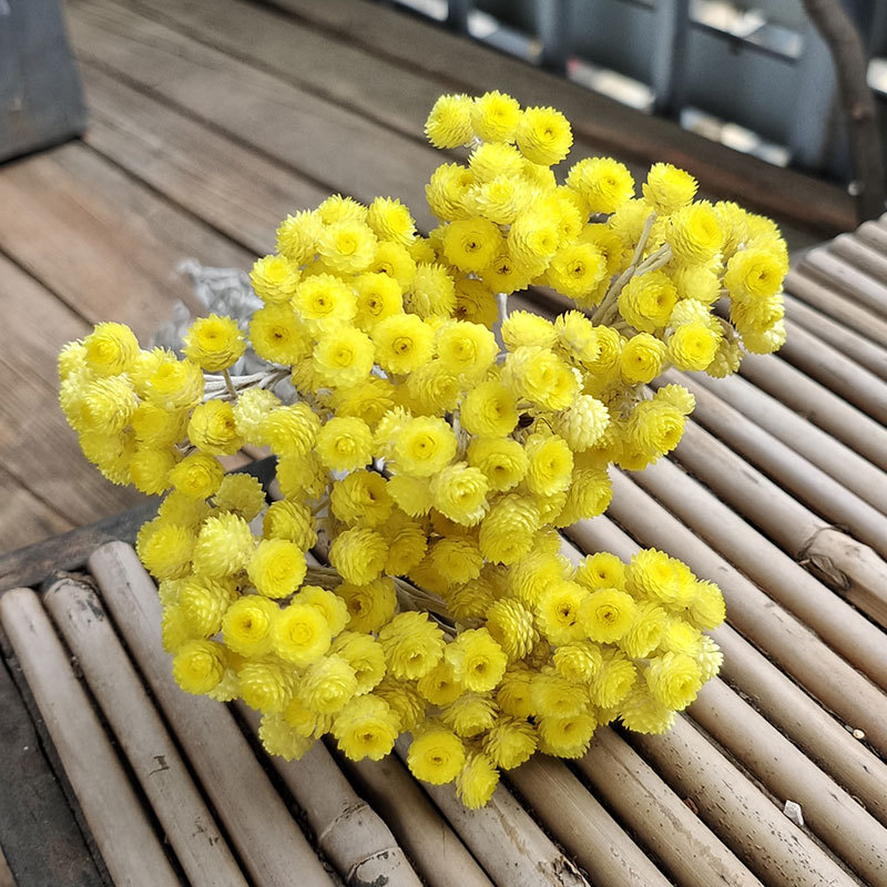 永生小星菊diy干花小腊菊家居拍照道具装饰永生莲花菊-阿里巴巴