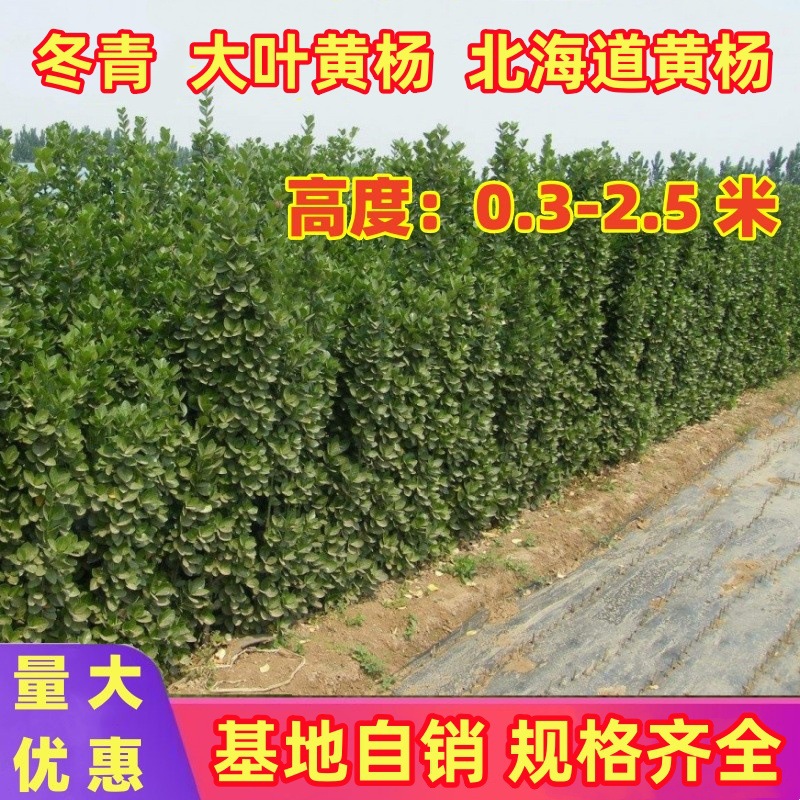 冬青树苗大叶黄杨树苗庭院篱笆墙四季常青冬青苗北海道树苗