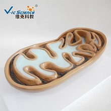 生物遗传学细胞模型 医学教学模型  线粒体模型