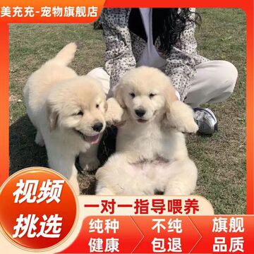 纯种金毛犬幼犬活体赛级双血统金毛批发价格导盲宠物狗金毛犬幼崽