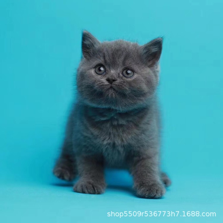 蓝猫现货批发英短蓝白猫缅因猫金渐层猫矮脚猫布偶猫活体宠物猫咪
