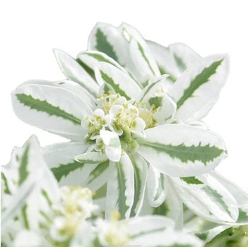 叶上花叶上白高山积雪鲜花云南直发昆明直批斗南花市配花配叶