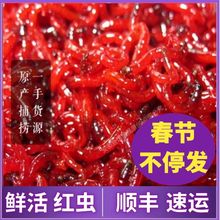 活红虫特大号公虫活体红虫活饵六角恐龙斗鱼料鲫鱼野钓黑坑拉饵傲