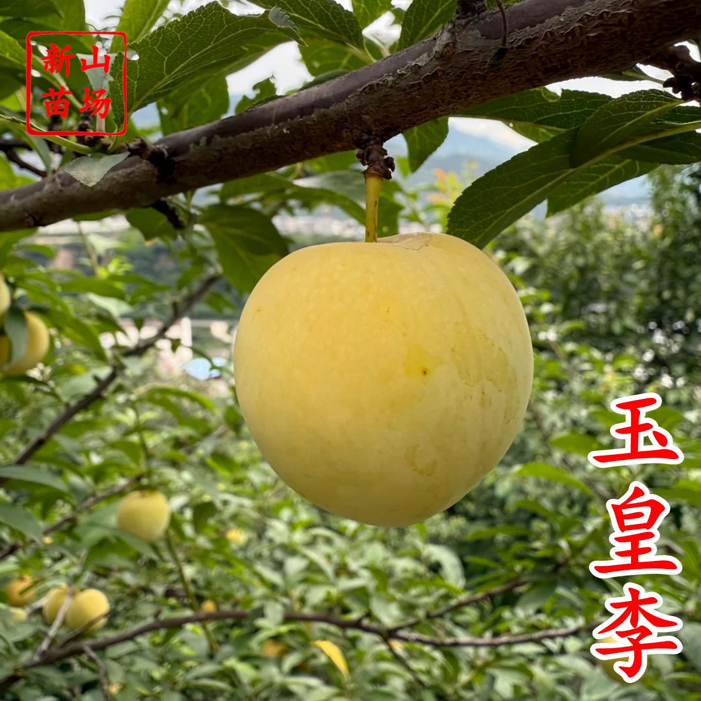 【玉皇李苗】桃花李御黄李黄肉果大肉厚核小丰产易管理李子树苗