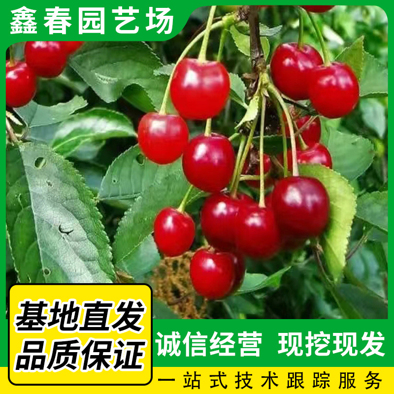 果树苗山东泰安基地发货樱桃苗 多规格发货快车厘子樱桃苗-阿里巴巴