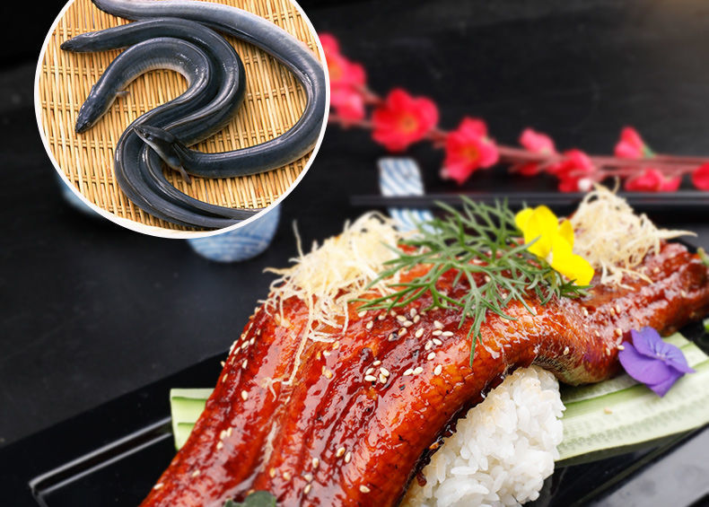 【顺丰包邮】日式蒲烧鳗鱼碳烤鳗鱼鲜活加热即食寿司日料海河鳗