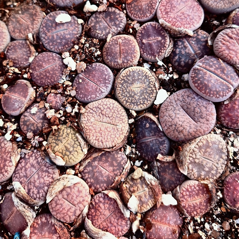 大棚基地直供批发多肉植物生石花日轮玉混合花卉绿植园艺盆栽石头
