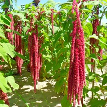 美国籽粒苋种子 牧草黑千穗谷 鸡鸭鹅家禽喜食苋菜牧草种籽