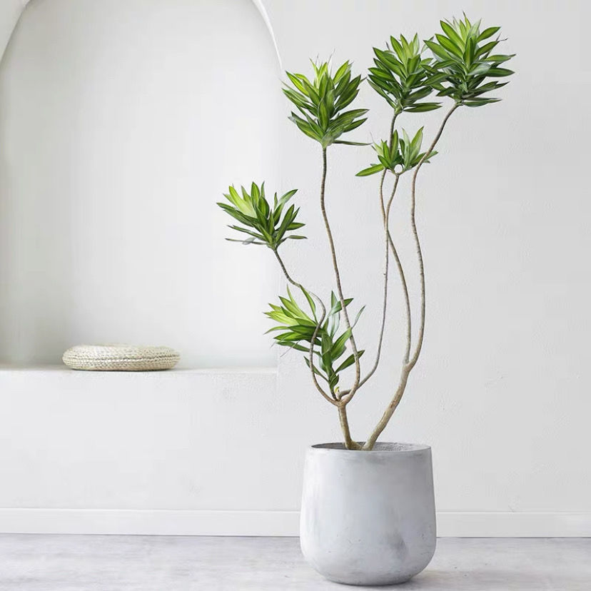 造型百合竹大型盆栽龙血树室内客厅北欧风网红绿植净化空气大植物